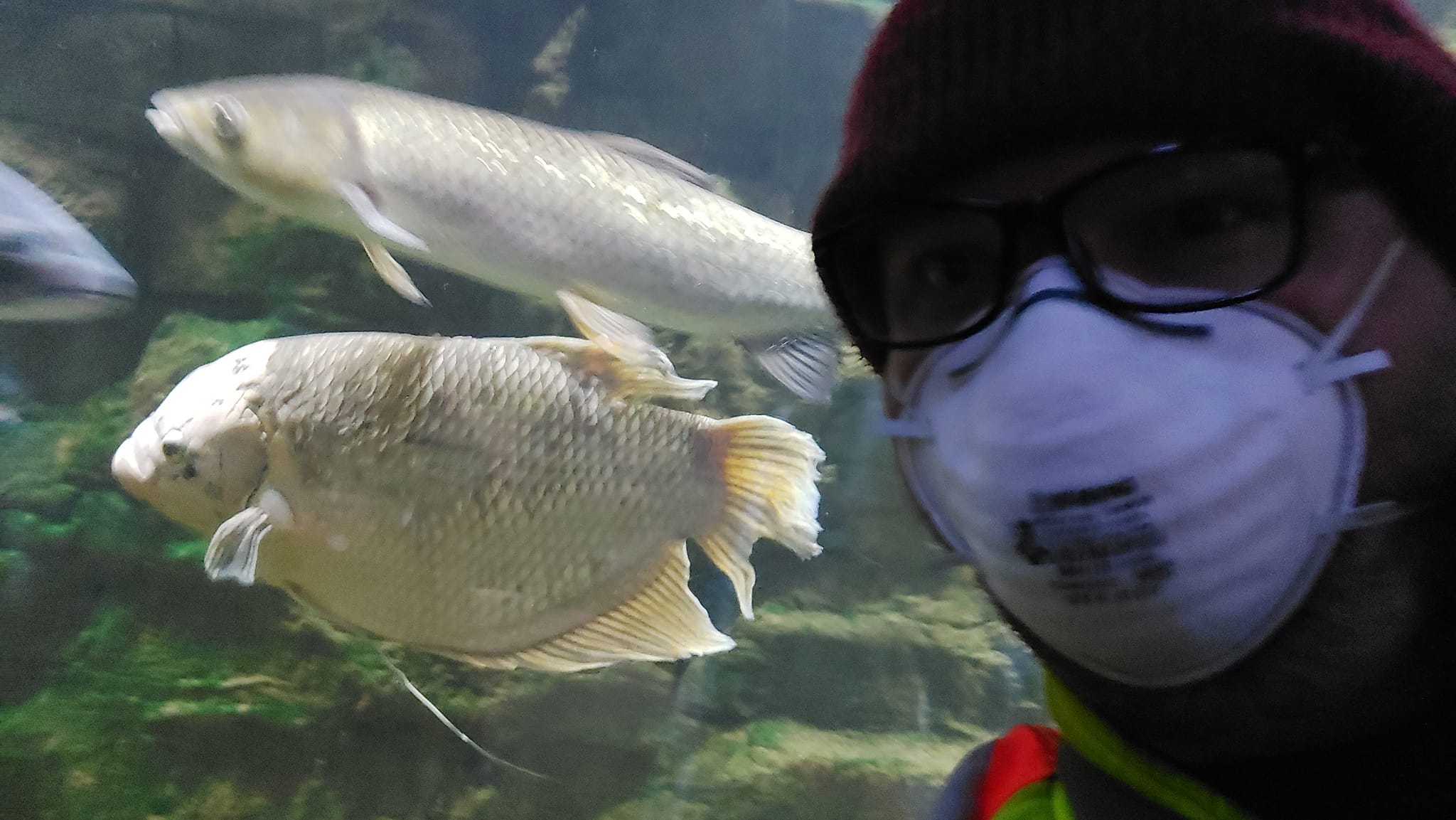 A man wearing a red toque, a high visibility winter coat and an N95 mask is in front of a fish tank with  two large fish in it, one long and the other squat